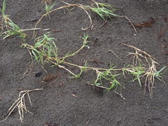 Zoysia