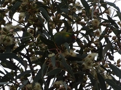 Parvipsitta porphyrocephala