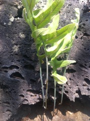 Phlebodium araneosum