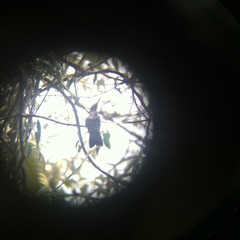 Cynanthus latirostris