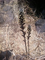 Sarcoglottis schaffneri