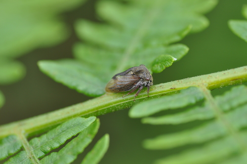 Centrotus cornutus