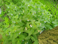 Symphytum caucasicum