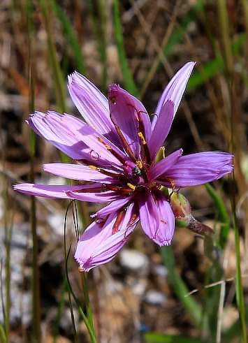 Wavy salsify (Scorzonera undulata)