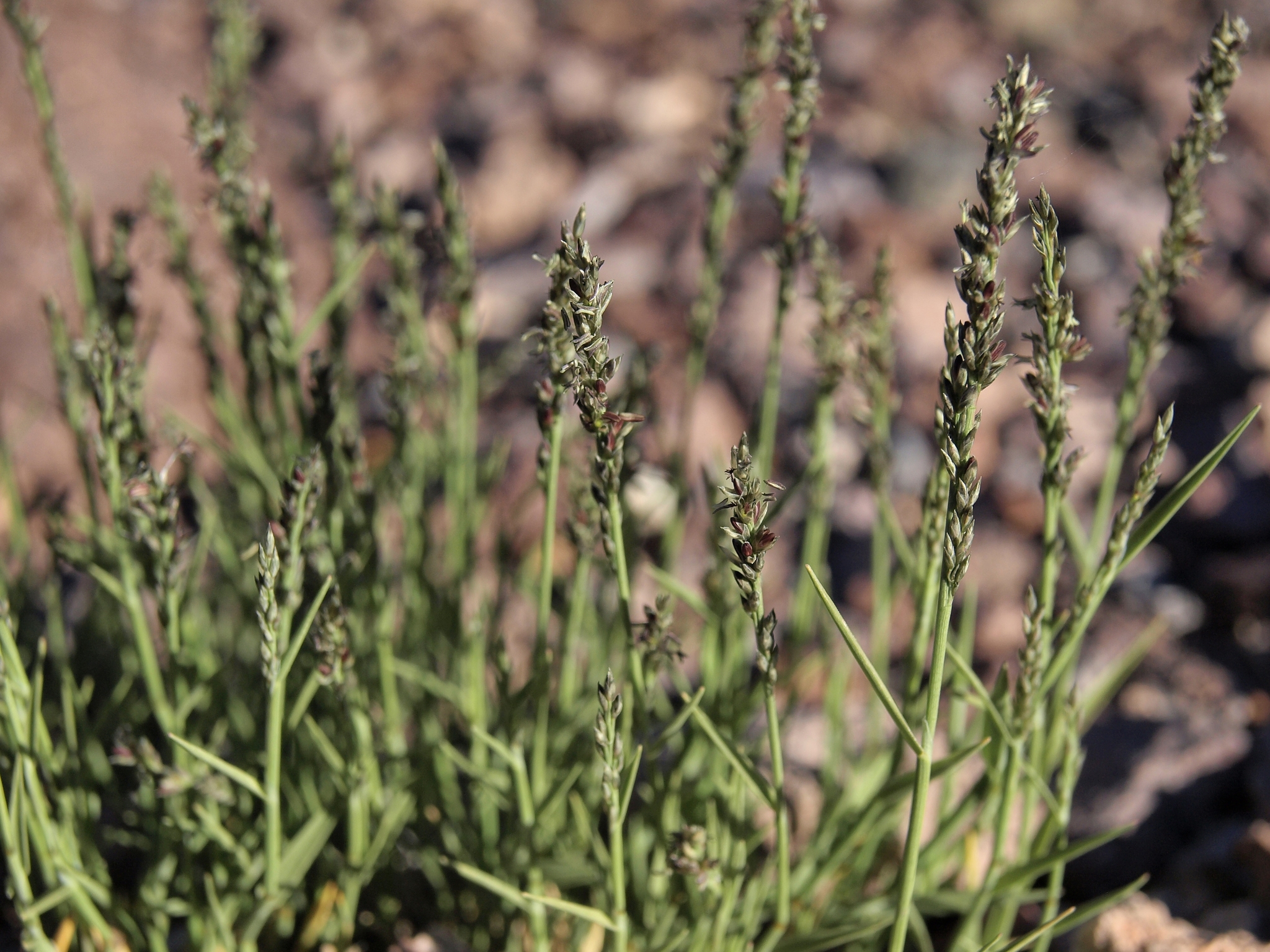 Muhlenbergia richardsonis