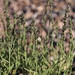 Muhlenbergia richardsonis - Photo (c) Jim Morefield,  זכויות יוצרים חלקיות (CC BY)