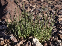 Muhlenbergia richardsonis
