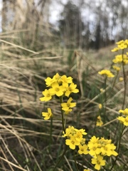 Draba sibirica