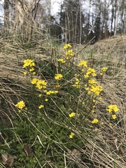 Draba sibirica