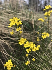 Draba sibirica