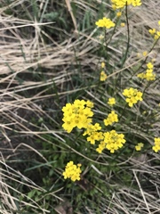 Draba sibirica