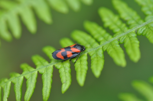 Cercopis vulnerata