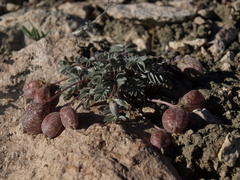 Astragalus platytropis