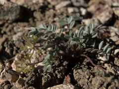 Astragalus platytropis