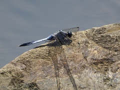 Orthetrum albistylum speciosum