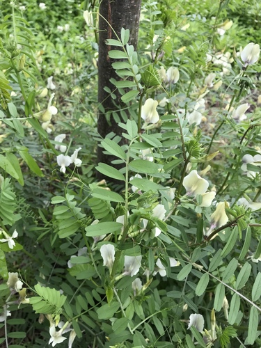 large yellow vetch (Vicia grandiflora)