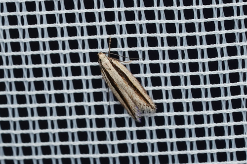 Mirificarma interrupta