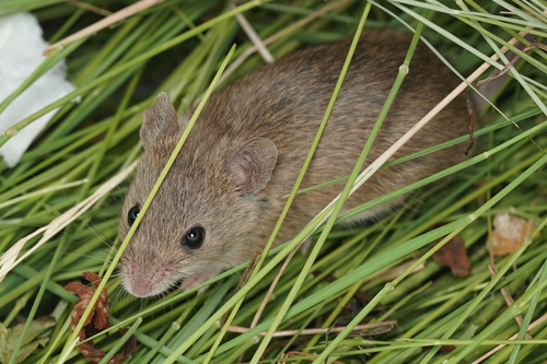 Western Mediterranean Mouse (Mus spretus)
