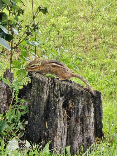 Eastern Chipmunk photographed in Kentucky