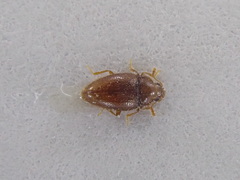 Mycetaea subterranea