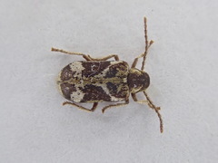 Ptinomorphus imperialis