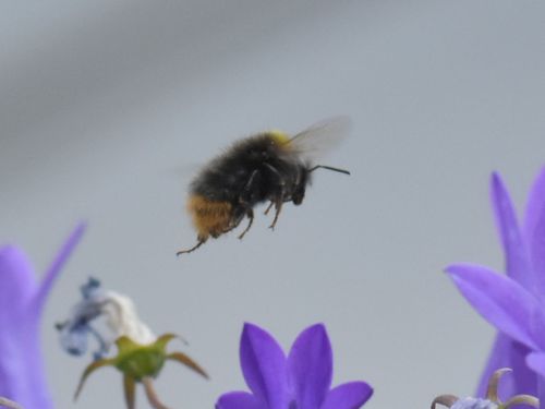 Early Bumble Bee, Groesbeek, Nederland, photo 9 of 10