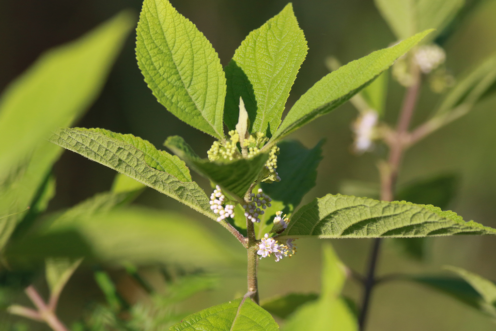 American beautyberry from Big Pine Tract 12060 Old Crystal River Rd, Brooksville, FL 34601, USA