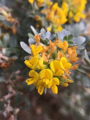 Acmispon dendroideus veatchii