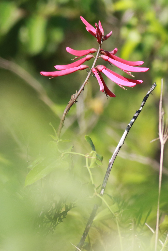 Coral Bean from Big Pine Tract 12060 Old Crystal River Rd, Brooksville, FL 34601, USA on May 26