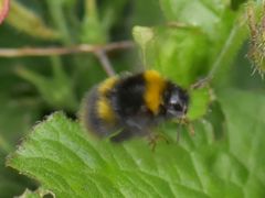 Bombus pratorum