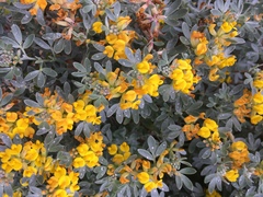 Acmispon dendroideus veatchii