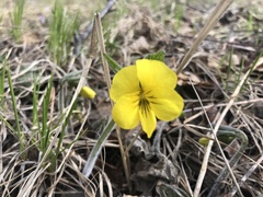 Viola uniflora