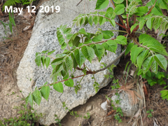 Toxicodendron trichocarpum