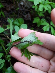 Synchytrium anemones