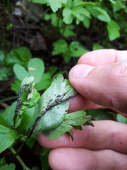 Synchytrium anemones