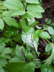 Synchytrium anemones