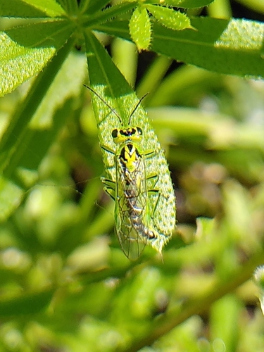 Narrow-striped Rhogogaster, 1024 LG Amsterdam, Nederland, photo 8 of 10