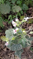 Clerodendrum infortunatum