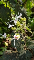 Clerodendrum infortunatum