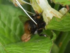 Bombus pratorum