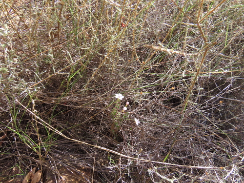 Oxalis giftbergensis (Oxalis giftbergensis)