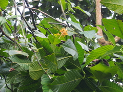 Palicourea guianensis