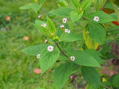 Lantana trifolia