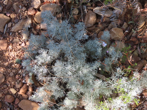 Ursinia sericea, photograph 4