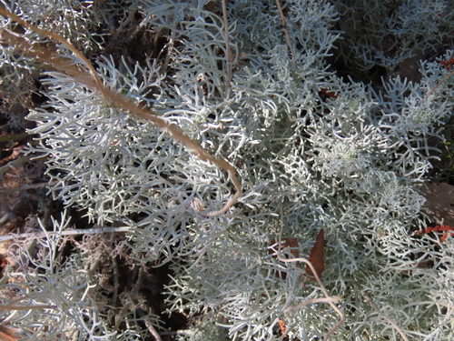 Ursinia sericea, photograph 5