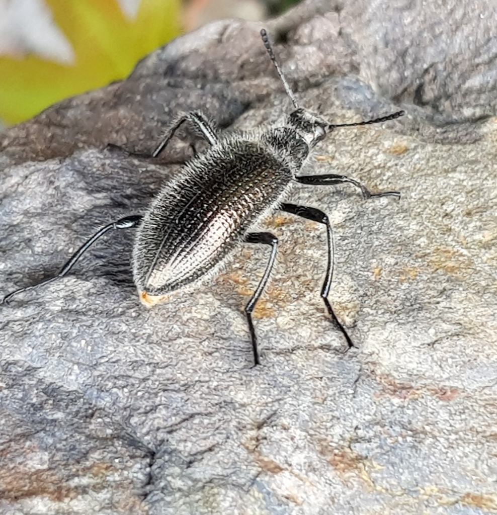 Strongylium albopilosum