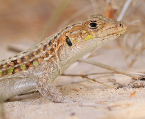 Spiny-Footed Lizard