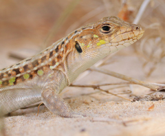 Spiny-Footed Lizard photo 1