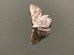 Dicrognophos sartata