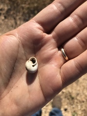 Sphincterochila cariosa